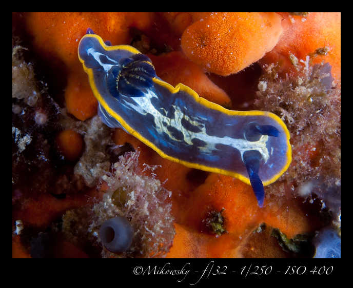 Buceo tossa 20 junio 2012   7