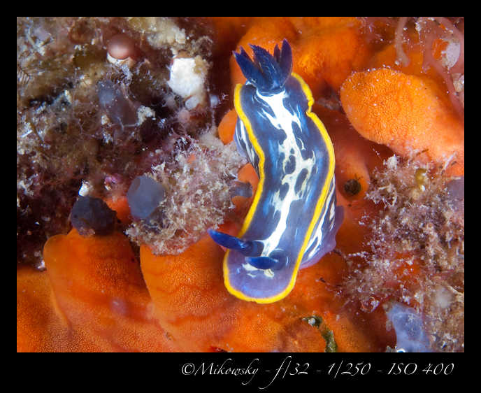 Buceo tossa 20 junio 2012   8