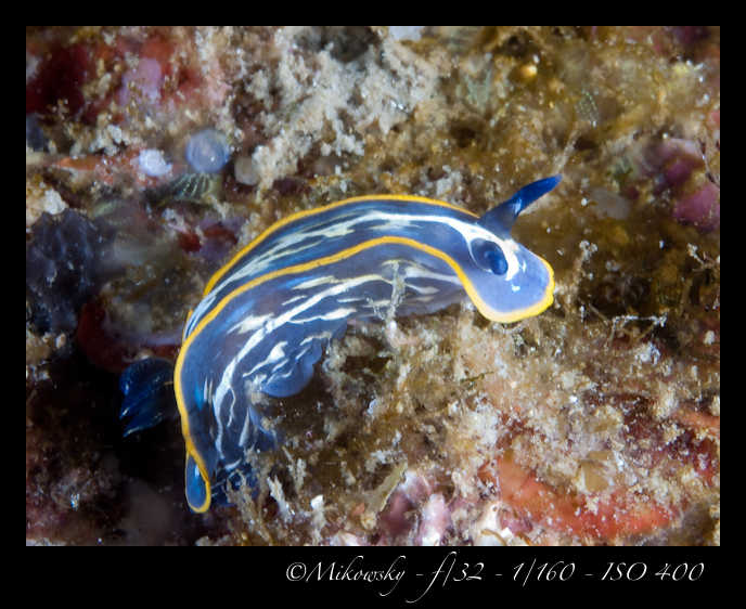 Buceo tossa 20 junio 2012  
