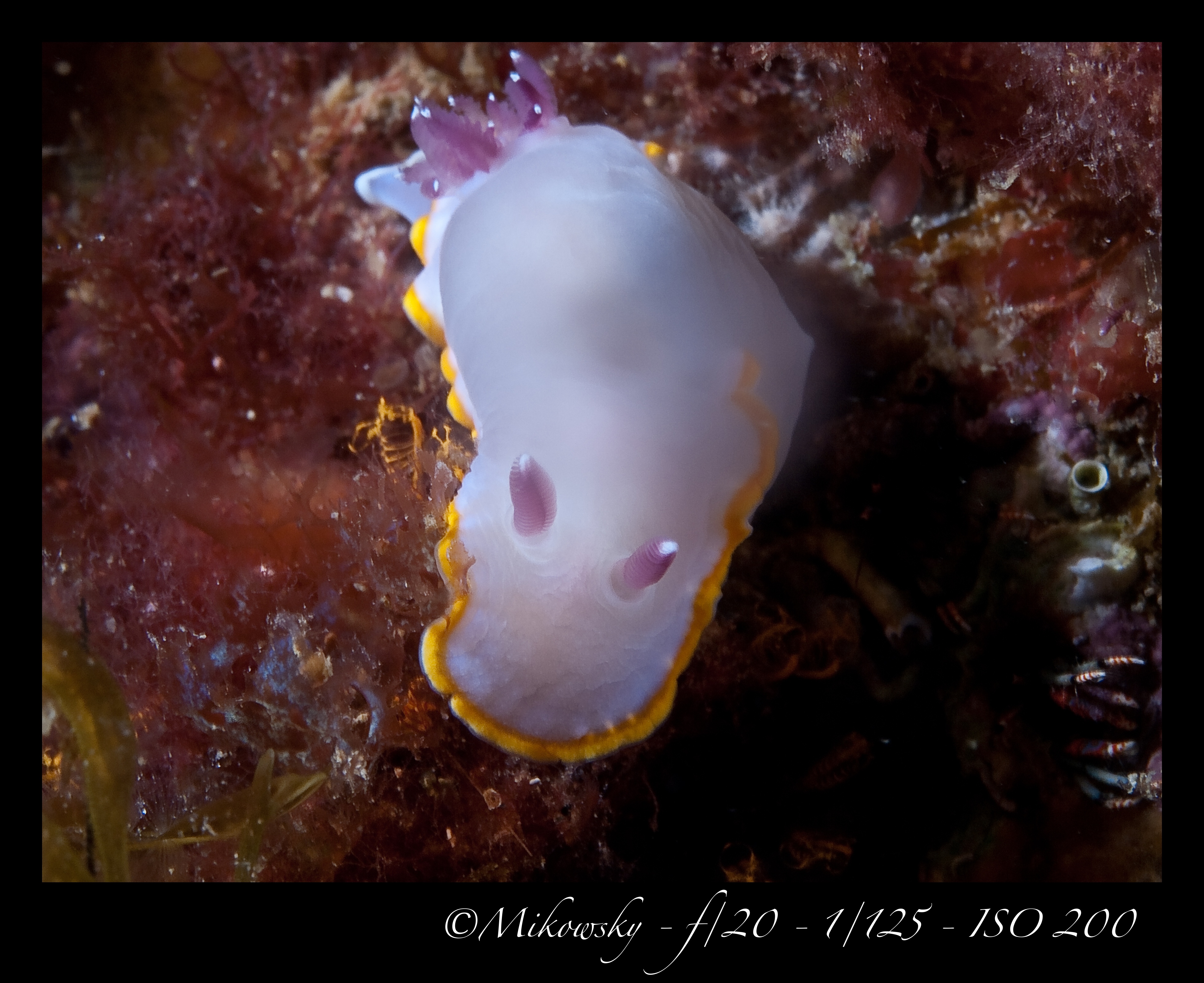 buceo Tossa 10 Mayo 2012 11