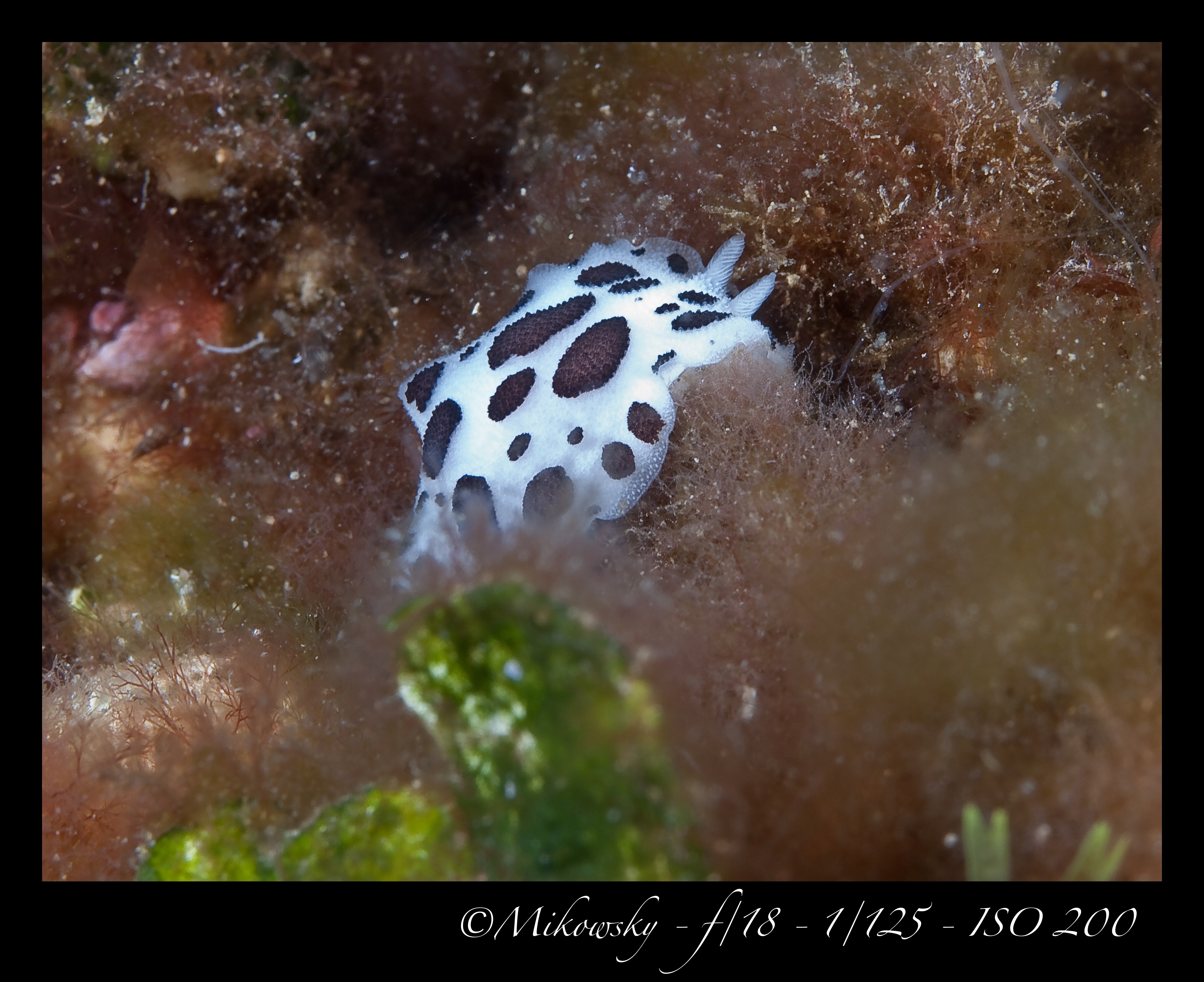 buceo Tossa 10 Mayo 2012 12