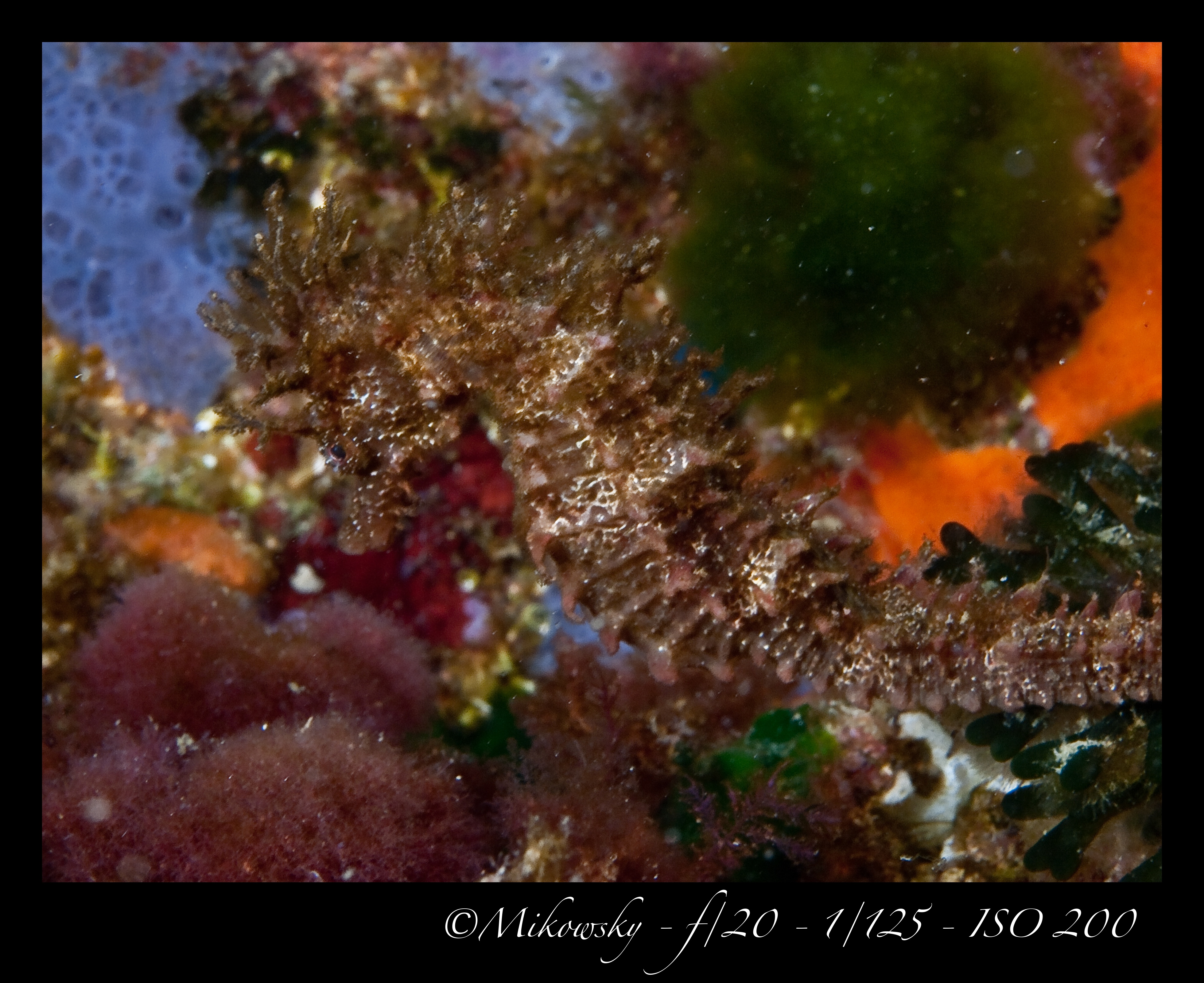 buceo Tossa 10 Mayo 2012 13