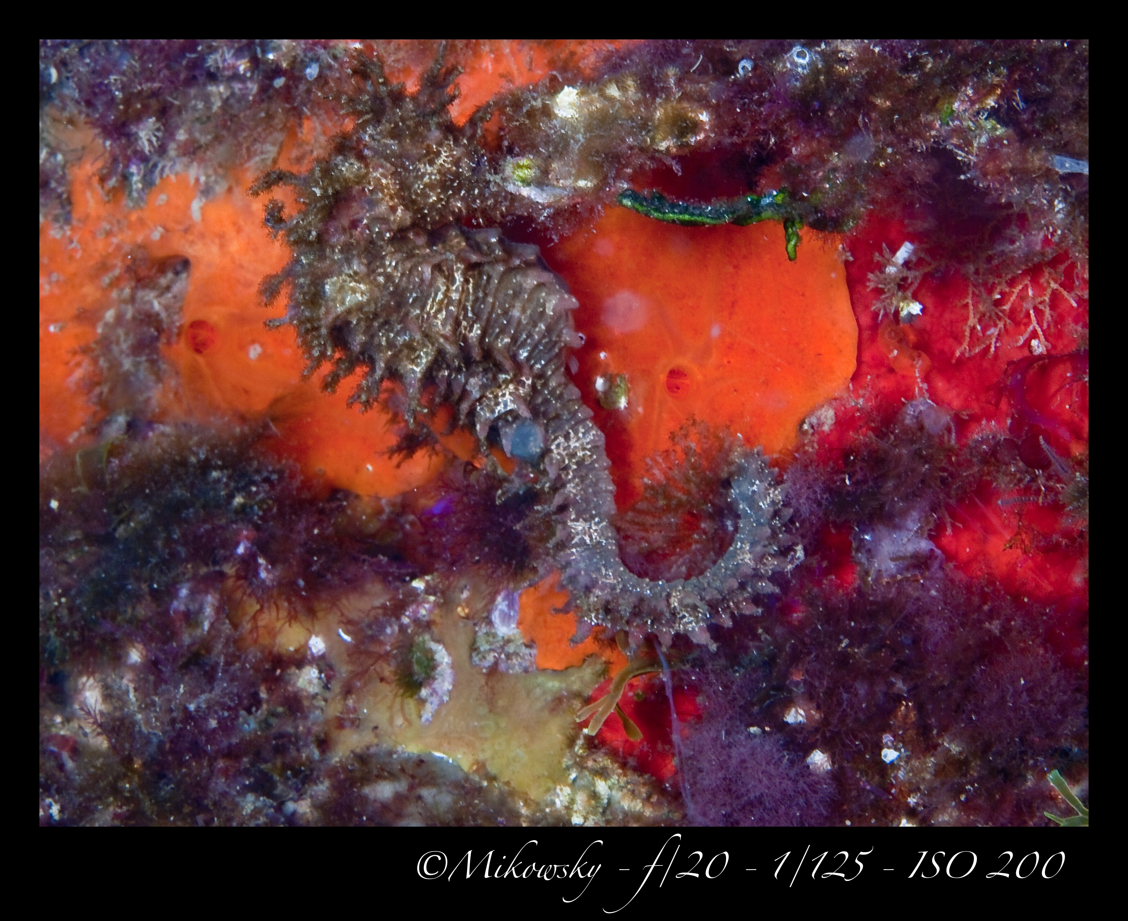 buceo Tossa 10 Mayo 2012 14