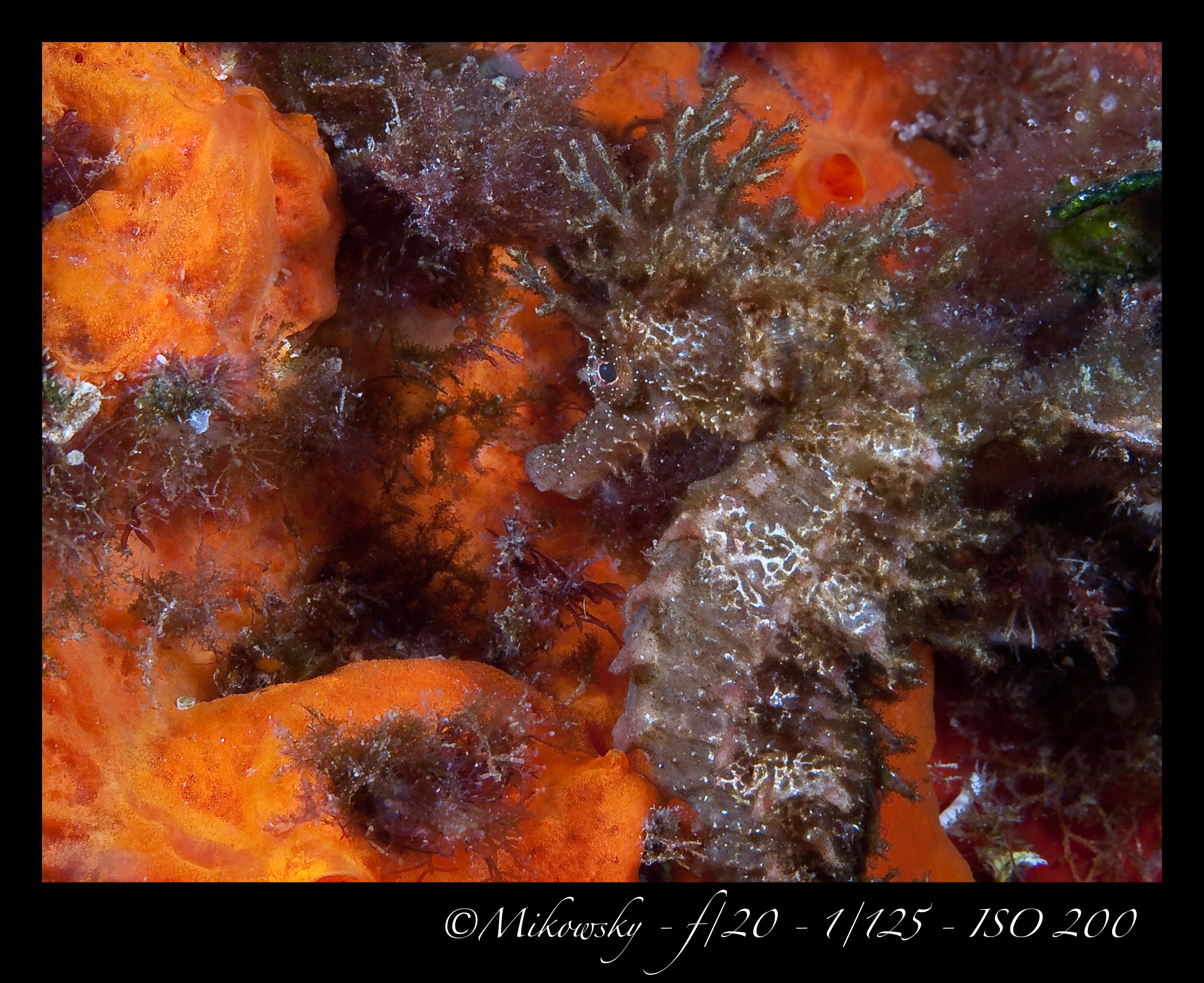buceo Tossa 10 Mayo 2012 15