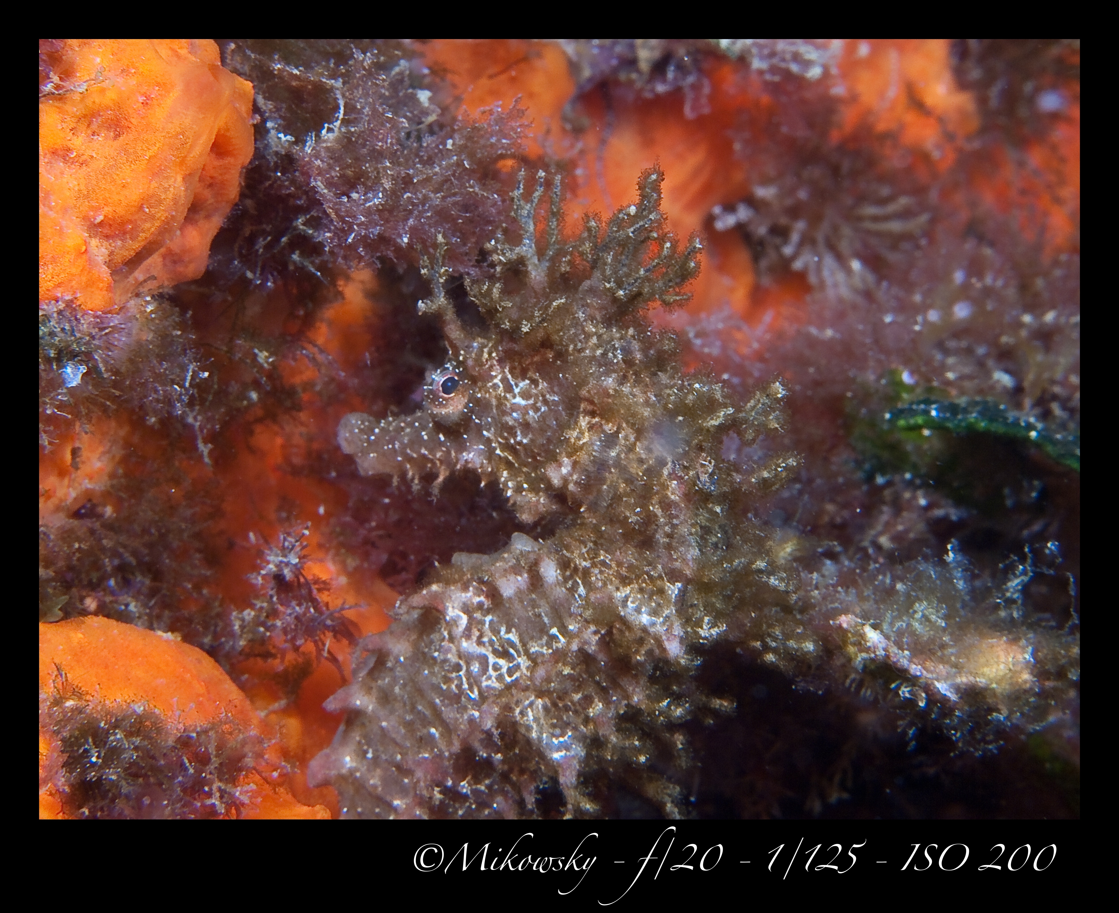 buceo Tossa 10 Mayo 2012 16