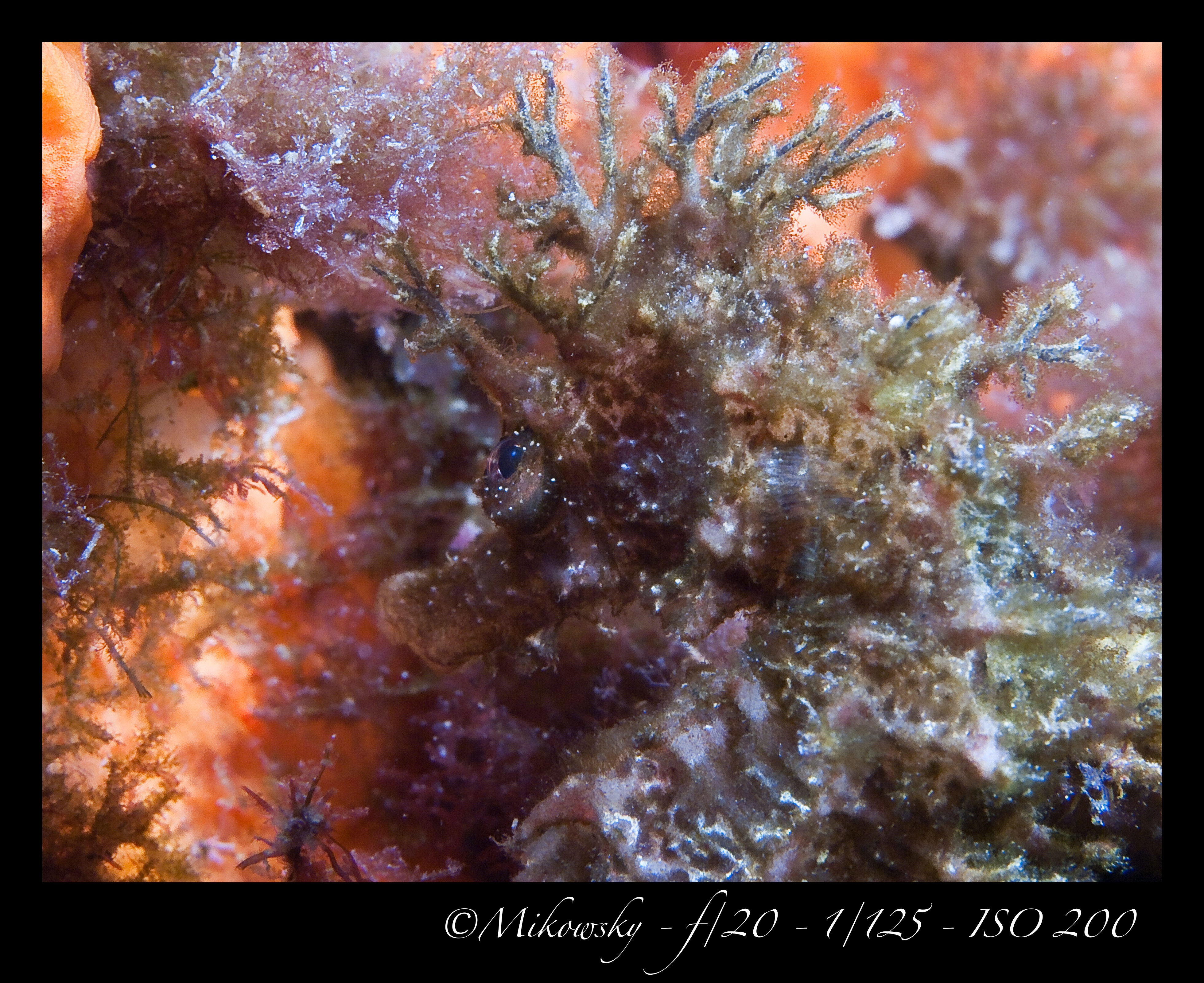 buceo Tossa 10 Mayo 2012 17