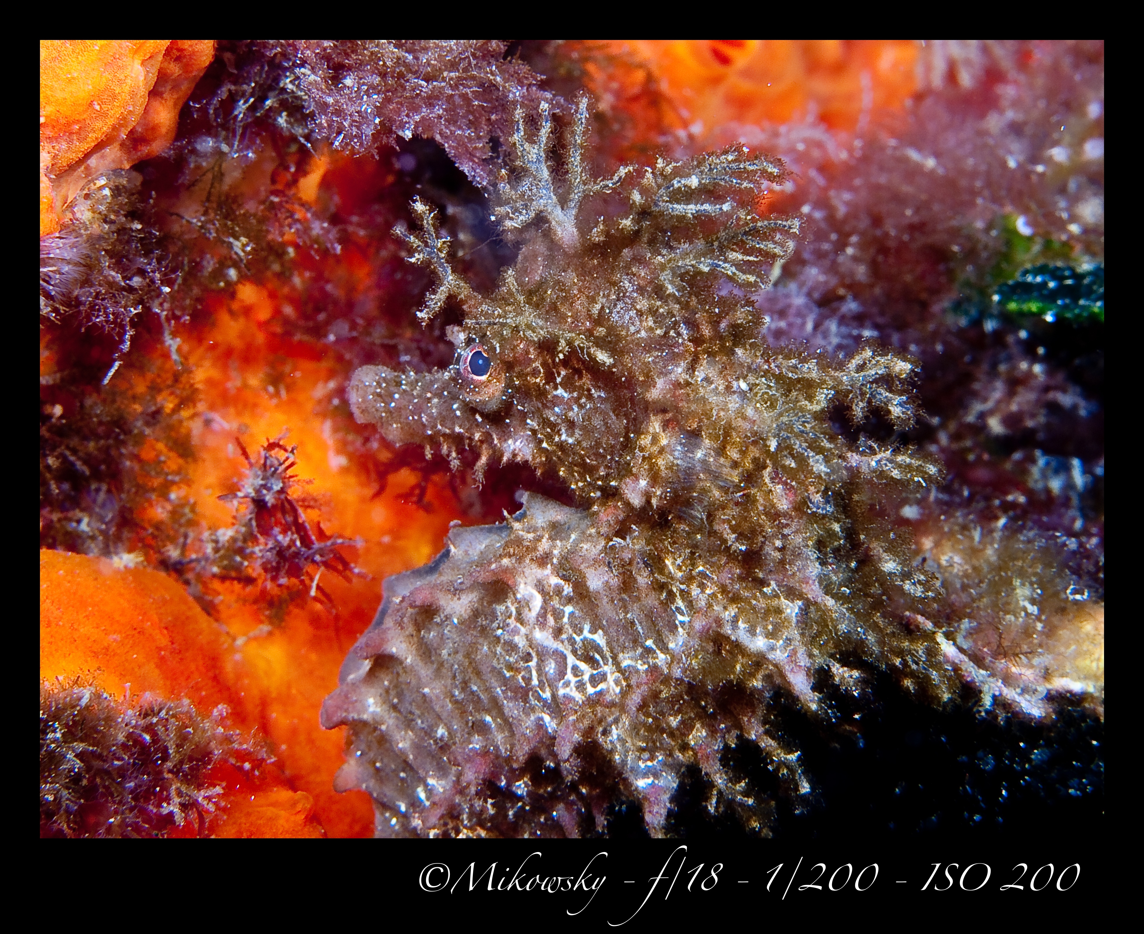 buceo Tossa 10 Mayo 2012 18