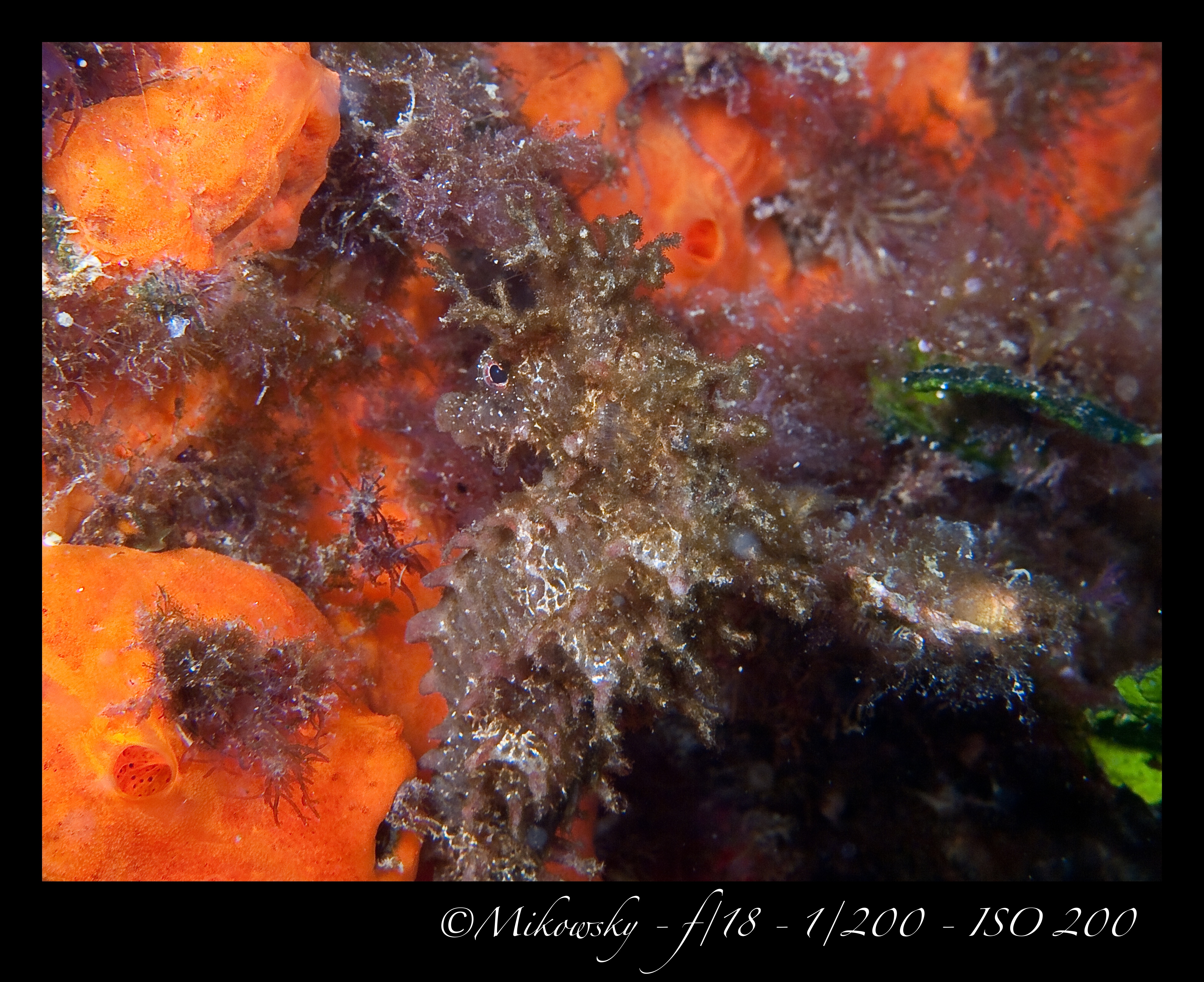 buceo Tossa 10 Mayo 2012 19