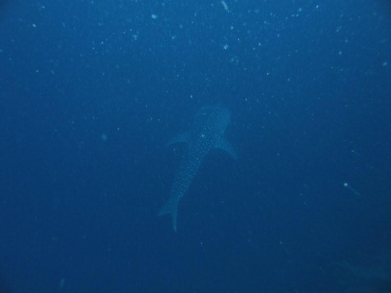 tiburon ballena 2
