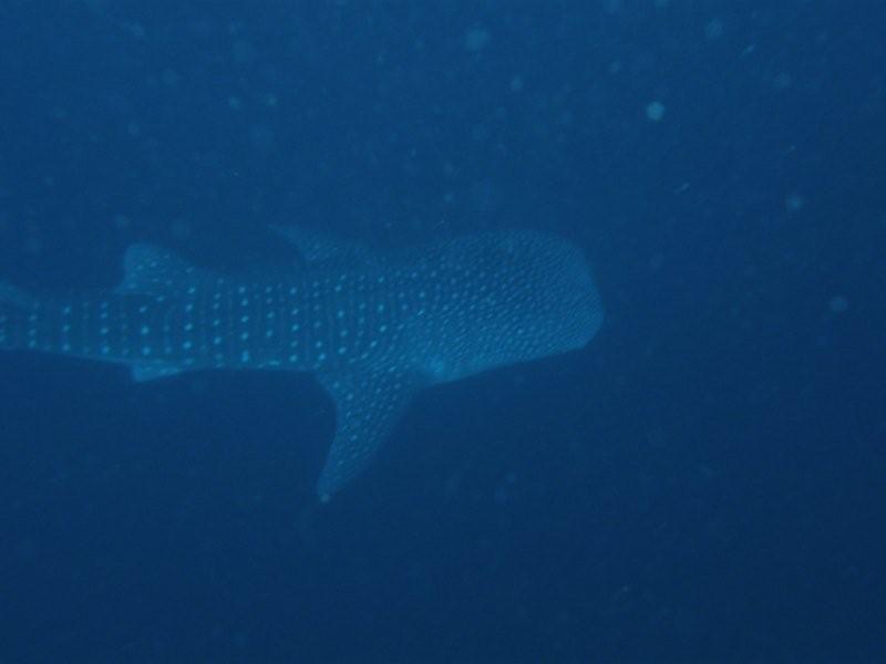 tiburon ballena