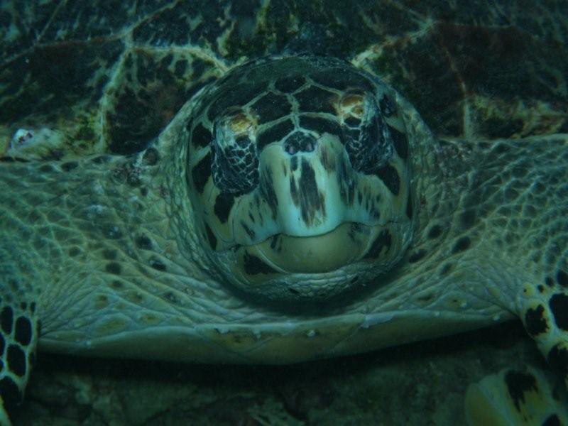 tortuga 2