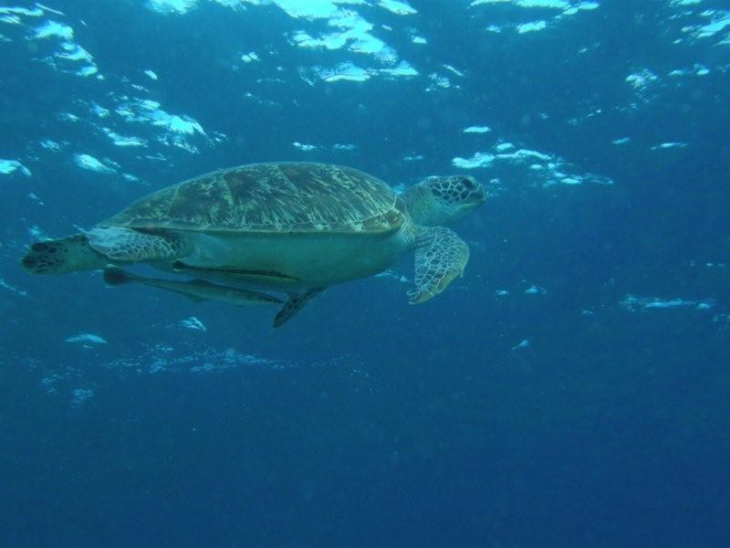 tortuga 3