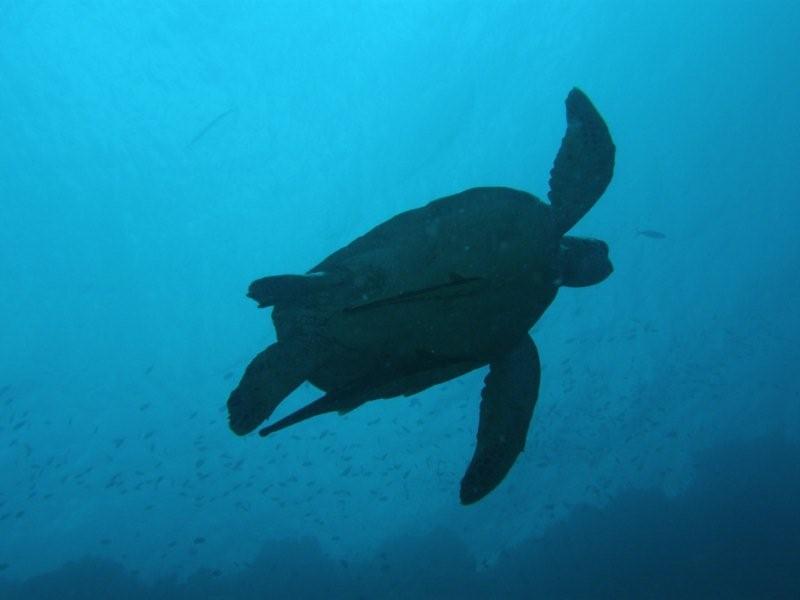 tortuga 4