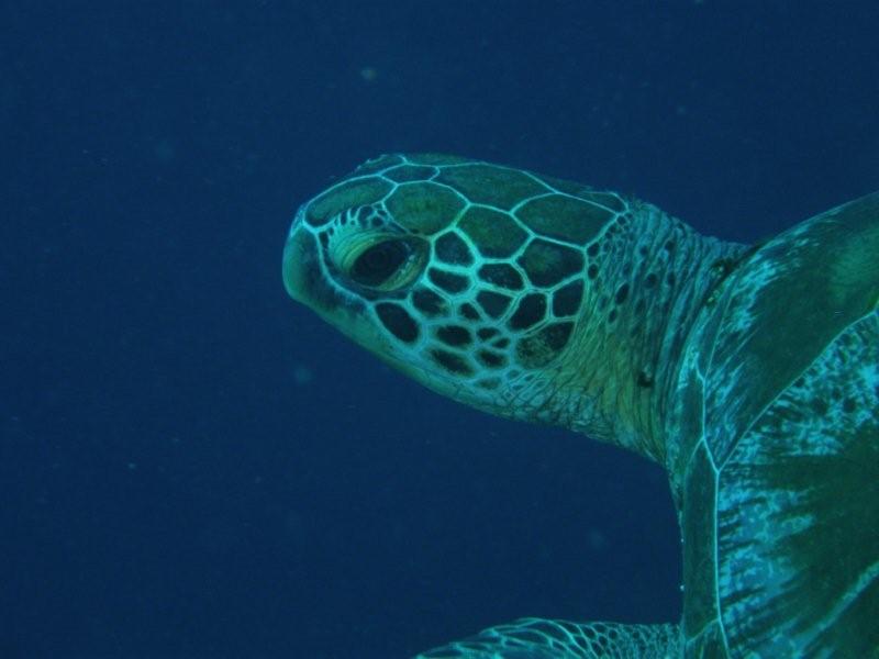tortuga 5