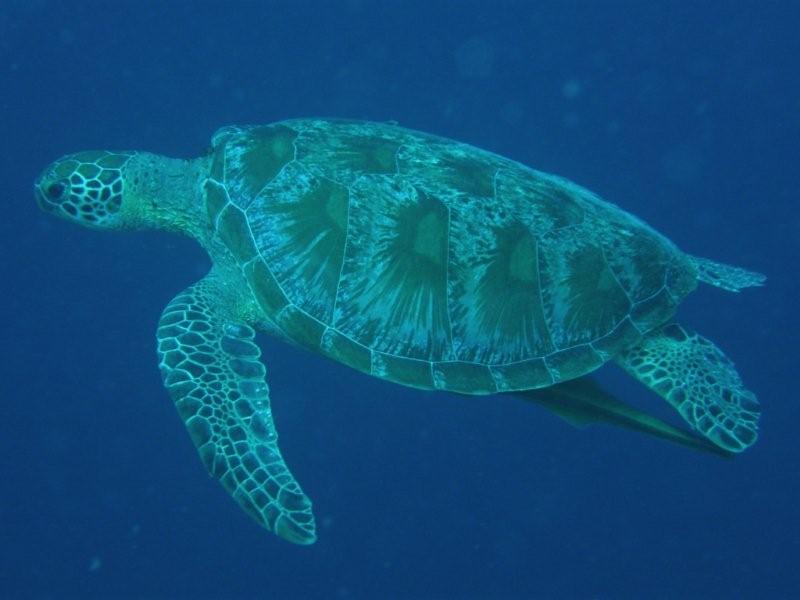 tortuga 6