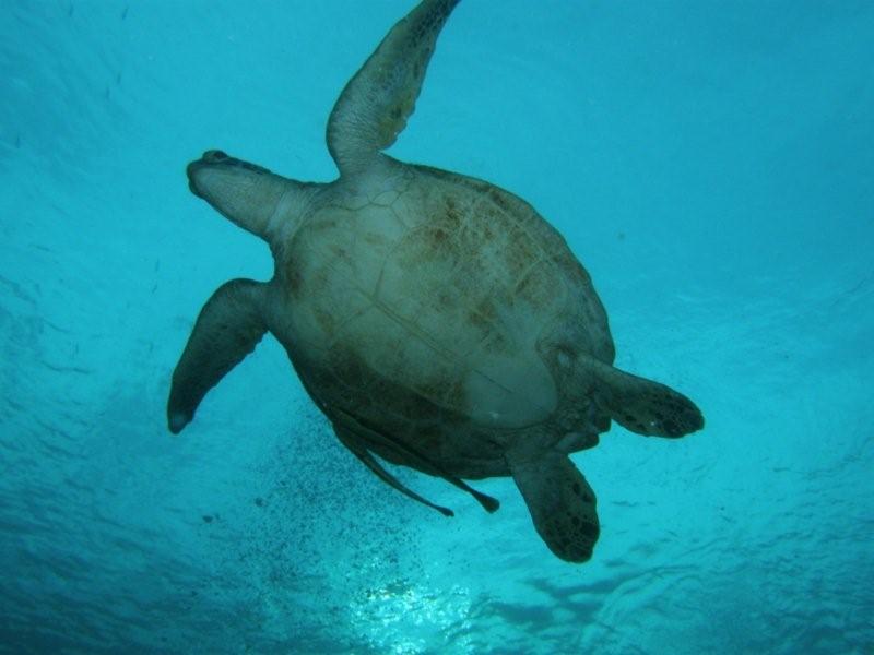 tortuga