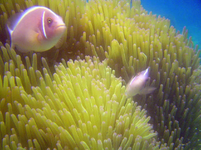 Anemona Fish 9