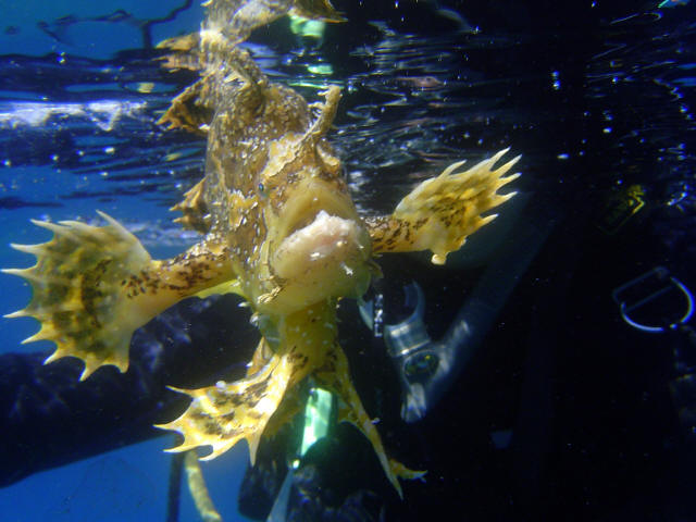 Angler Fish 18