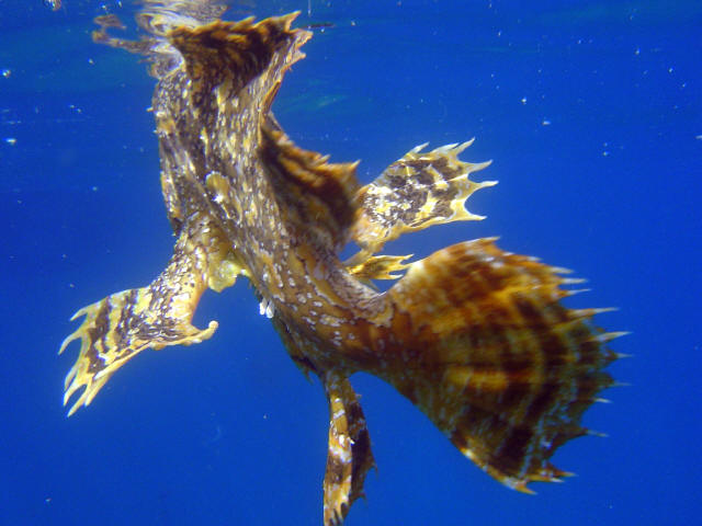 Angler Fish 21