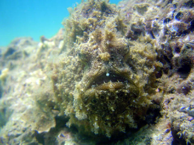 Angler Fish 38