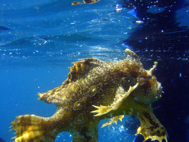 Angler Fish 8