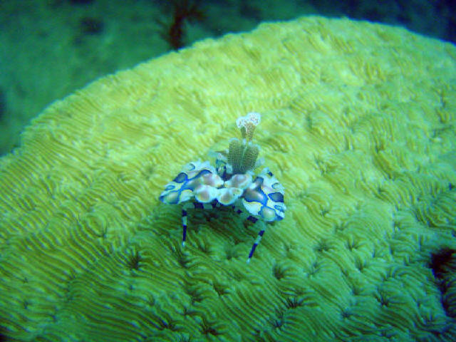Arlechin Shrimp 2