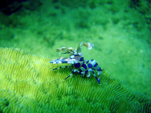 Arlechin Shrimp 8