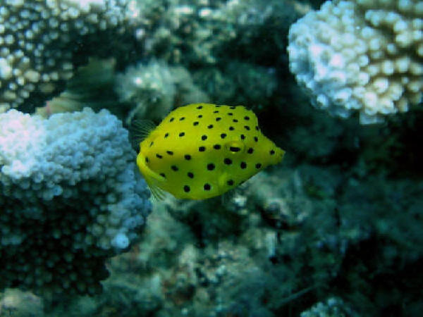 Baby Boxfish