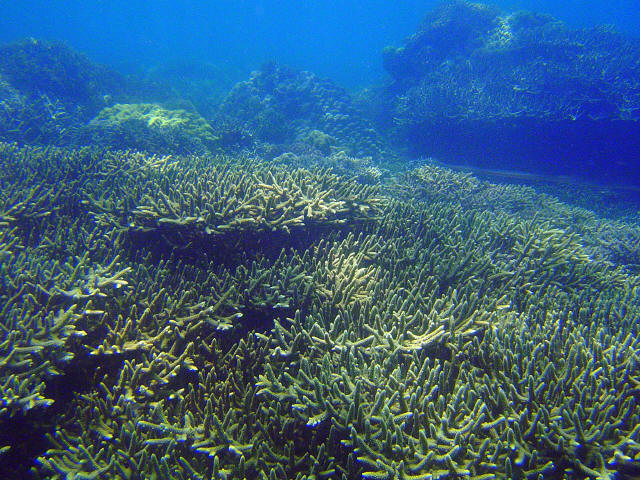 Coral Garden 1