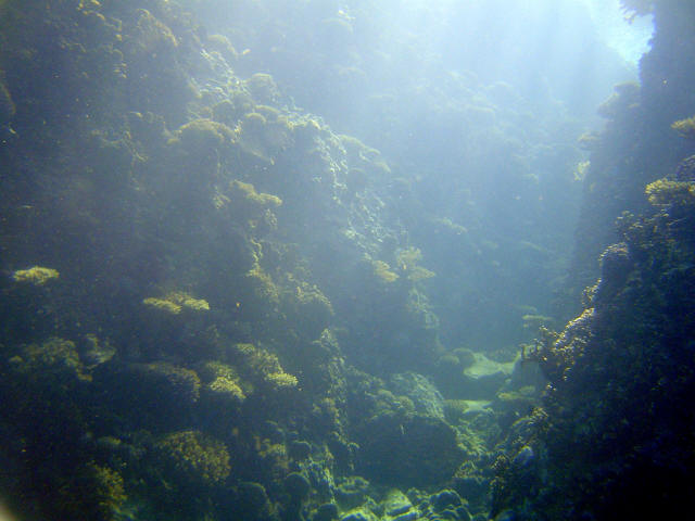 Coral Garden 12