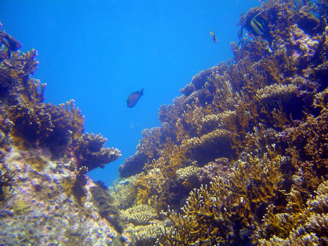 Coral Garden 13
