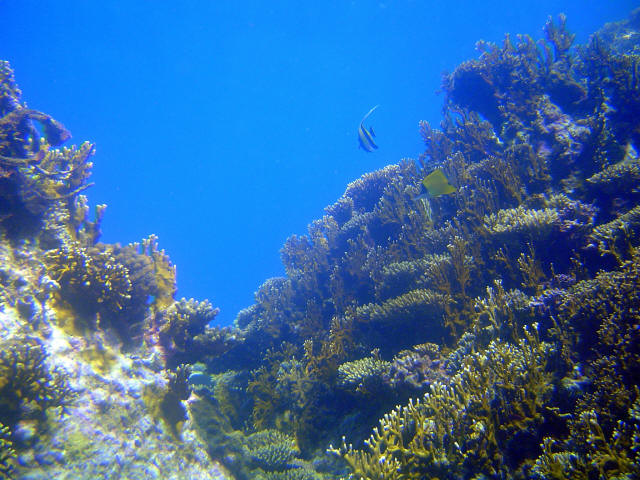 Coral Garden 14