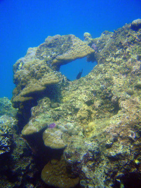 Coral Garden 15