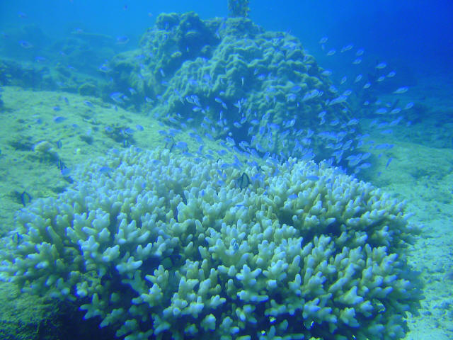 Coral Garden 16
