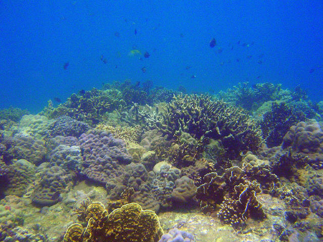 Coral Garden 2