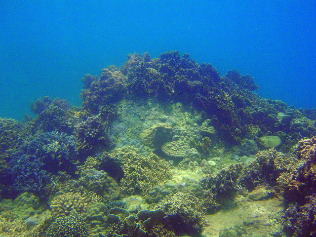 Coral Garden 3