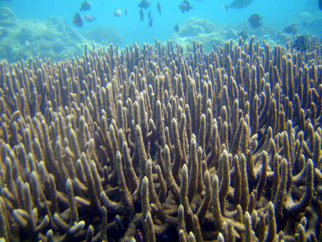 Coral Garden 4