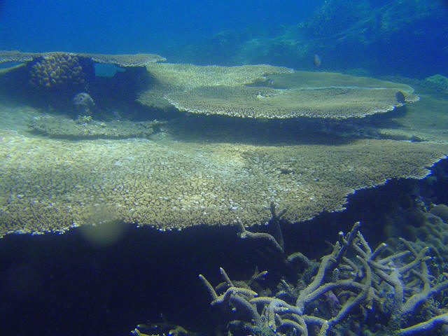Coral Garden 40