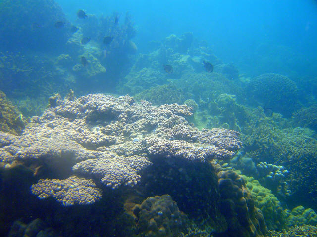 Coral Garden 5