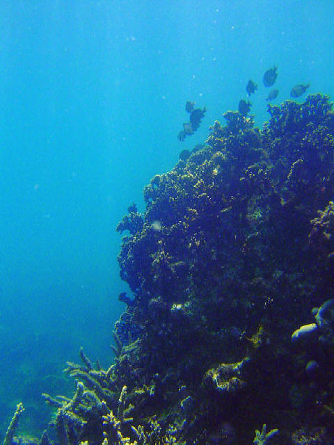 Coral Garden 7