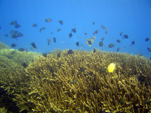 Coral Garden 8