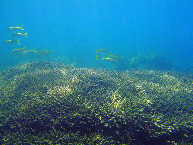 Coral Garden