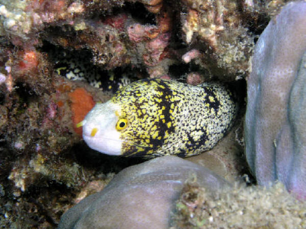 Moray