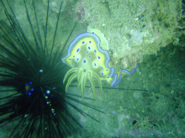 Nudibranch 1