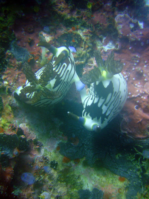 Nudibranch 15