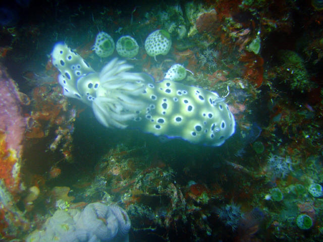 Nudibranch 18