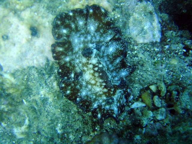 Nudibranch 24