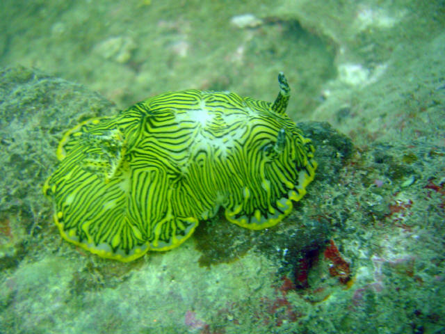 Nudibranch 35