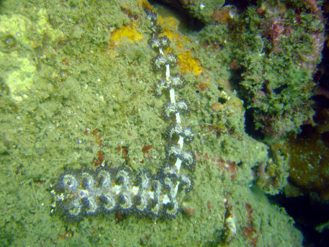 Nudibranch 40