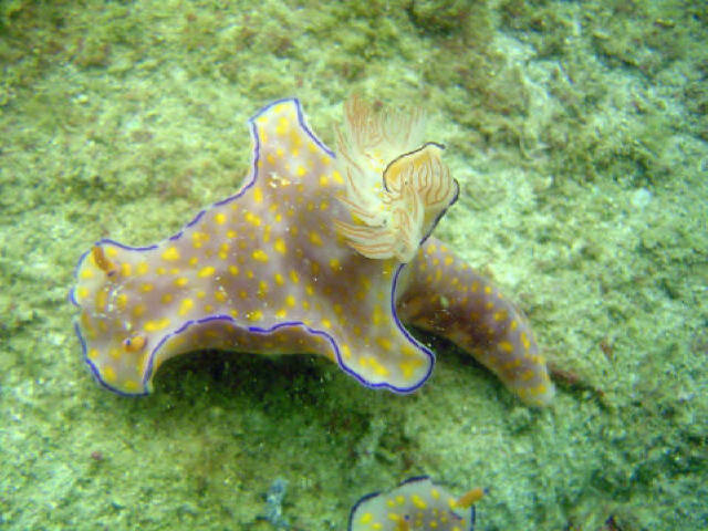 Nudibranch 68